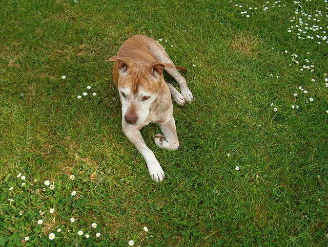 Here is Banshee.  He is remembering Jake.  Jake was Jim's dog that went to doggy heaven.  He is probably cruising along in a 66 GTO along highway 99 right about now.  He was a good dog.