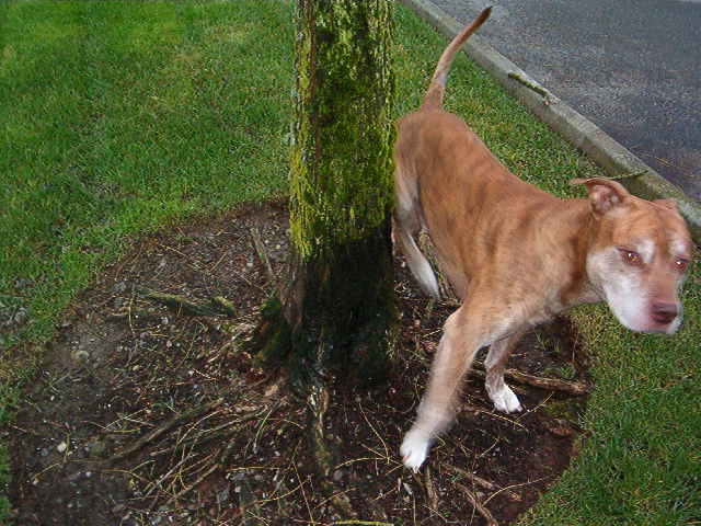 You no go to the store to get me some steak, then feel like the tree.