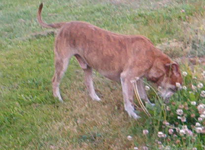 Do not worry, we will have time to smell the roses and other flowers.  Just to do not tell my public.  I have a bad ass Pit Bull reputation to keep.