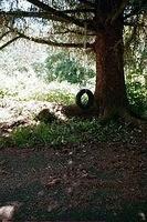 Here is the tire swing for the kids.  I was almost unable to get this picture.  What a popular swing.  You would think that kids get to swing on these all the time.
